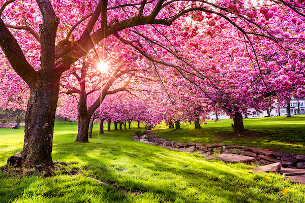 Cherry Blossoms in Japan are called Sakura.jpg